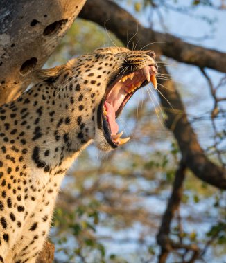 Erkek leoparın dikey portresi Kruger Park Güney Afrika 'da altın gün batımında dişlerini gösteriyor.