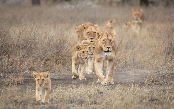 Lví Pýcha Vedená Dospělou Lvice Spoustou Lvíčat Kráčejících Suchém Keři — Stock fotografie
