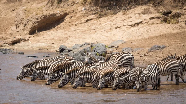 Hjord Zebra Står Vid Kanten Mara River Masai Mara Kenya — Stockfoto