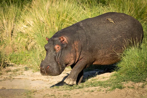 Ein Erwachsenes Nilpferd Das Mit Einem Gelbschnabeligen Ochsenpieper Auf Dem — Stockfoto