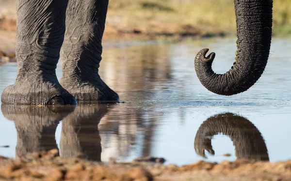 Elephant\'s legs and trunk close up reflection in water in Khwai Okavango Delta Botswana