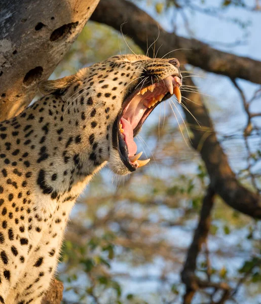 Ritratto Verticale Leopardo Maschio Che Sbadiglia Mostrando Denti Nella Luce — Foto Stock