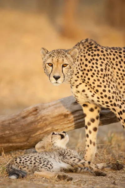 縦の肖像画の大人女性Cheetahと彼女の赤ちゃんCheetah赤ちゃん見ます彼女のお母さんで黄金の午後光でクルーガー公園南アフリカ — ストック写真