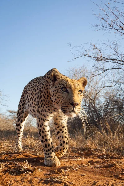 Vertical Close Low Angle Shot Male Leopard Walking Stalking Prey — Stock Photo, Image