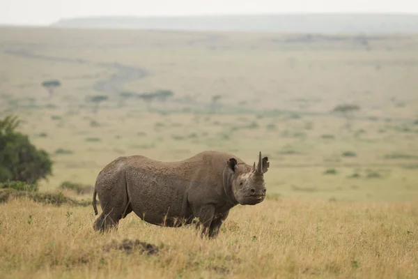 One adult black rhino with big horn side on standing in the Masai Mara savannah in Kenya