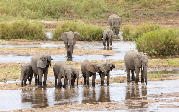 Sloní Stádo Složené Sloních Samic Nedospělých Slonů Stojící Okraji Vody — Stock fotografie