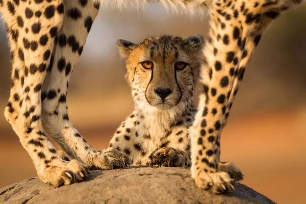 Portrait Cheetah Looking Straight Camera Amber Eyes Framed Legs Another — Stock Photo, Image