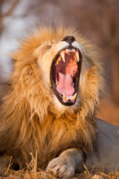 Retrato Vertical Leão Macho Bocejando Mostrando Dentes Tarde Luz Dourada — Fotografia de Stock