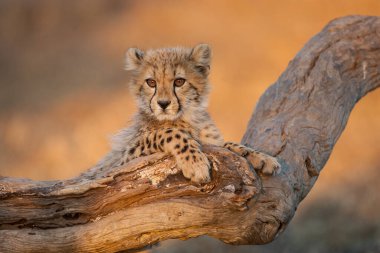 Büyük gözlü bebek çita Kruger Park Güney Afrika 'da ölü bir kütüğün üzerinde oturuyor.