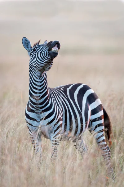 Vertikal Helkropp Zebra Komisk Pose Som Visar Hennes Tänder Stående — Stockfoto