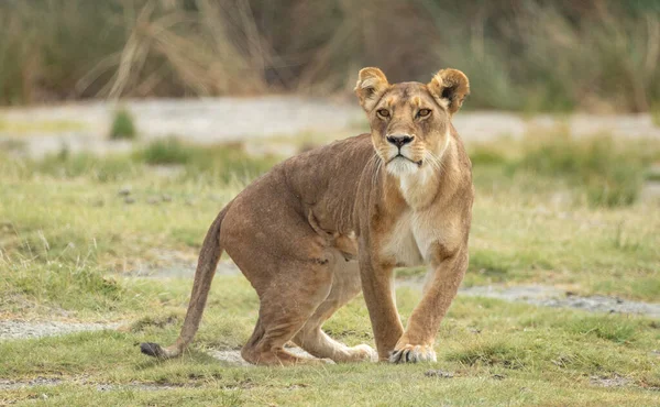 One Adult Lioness Looking Alert Ndutu Tanzania — Stock Photo, Image