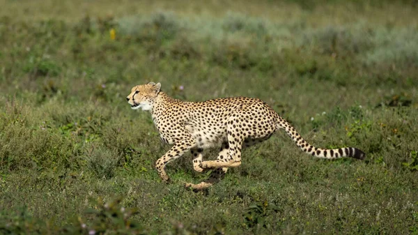 Adult Cheetah Running Speed Grassy Green Plain Ndutu Tanzania — Stock Photo, Image