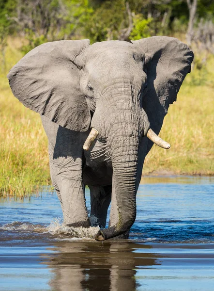 Retrato Vertical Elefante Adulto Atravessando Rio Dia Ensolarado Khwai Okavango — Fotografia de Stock