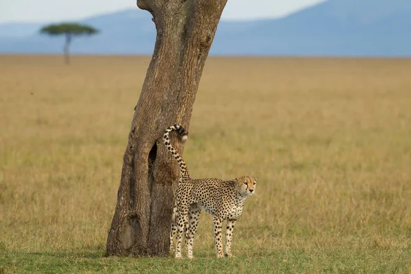 Guepardo Marcando Territorio Orinando Sobre Árbol Masai Mara Kenia —  Fotos de Stock