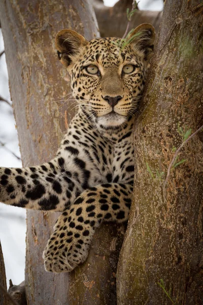 南非克鲁格公园 一只小豹子坐在树上的垂直肖像 — 图库照片