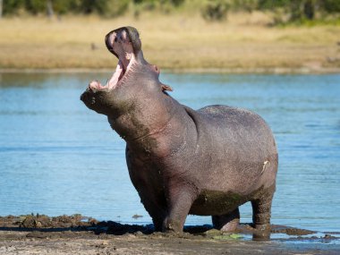 Yetişkin bir su aygırı, Khwai Botswana 'da ağzı sonuna kadar açık bir şekilde nehrin çamurlu kıyısında duruyor.