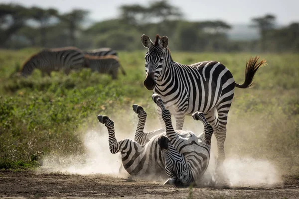 One Adult Zebra Dust Bathing Another One Watching Her Ndutu — Stock Photo, Image