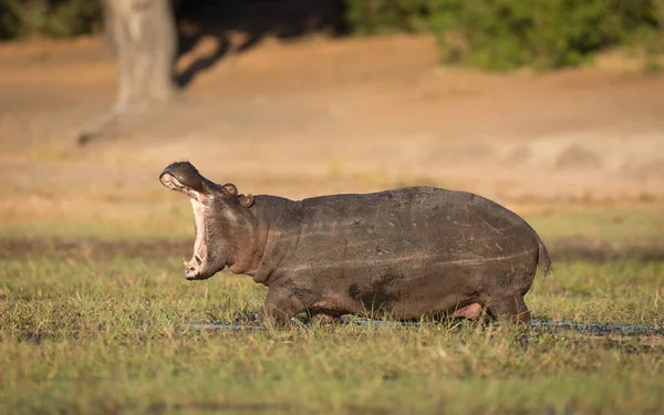 Côté Horizontal Sur Vue Hippopotame Juvénile Montrant Comportement Agressif Avec — Photo