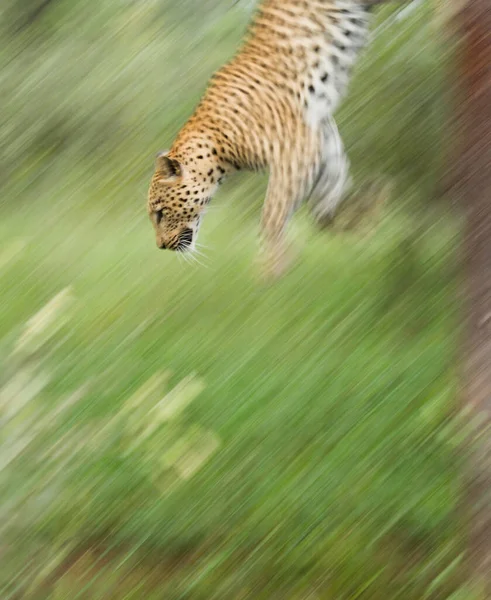 Movimento Vertical Leopardo Pulando Uma Árvore Com Fundo Verde Kruger — Fotografia de Stock