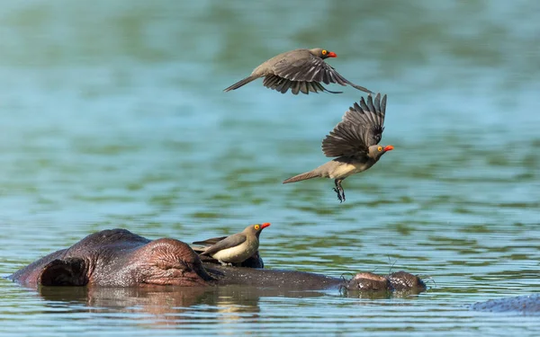 Kruger Park Güney Afrika Sında Kafası Kopan Öküzlerle Birlikte Suda — Stok fotoğraf