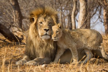 Baba ve bebek aslan yatay portresi. Sarı kuru çimenlerin üzerinde yatan erkek aslan ve yanında duran aslan yavrusu. Kruger Park Güney Afrika 'da.