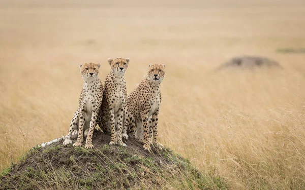 Tři Dospělí Gepardi Sedí Velkém Termitském Pahorku Vypadají Ostražitě Masai — Stock fotografie