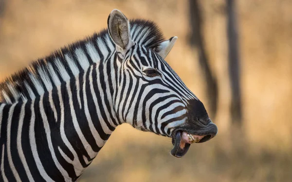 Vuxen Zebra Ler Mot Kameran Med Underläpp Hängande Visar Tänder — Stockfoto