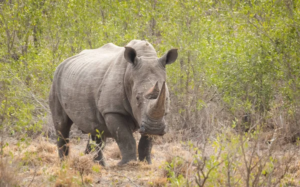 Rinoceronte Branco Masculino Adulto Olhando Alerta Meio Arbusto Verde Kruger — Fotografia de Stock