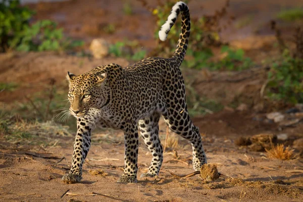 Ritratto Orizzontale Leopardo Adulto Che Cammina Con Una Luce Cattura — Foto Stock