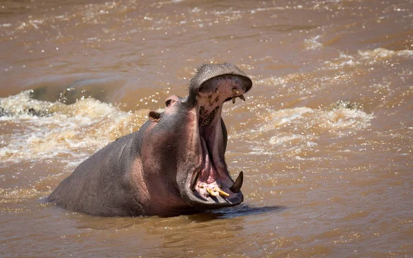 Furioso Bostezo Hipopótamo Que Muestra Comportamiento Agresivo Mientras Está Parado —  Fotos de Stock