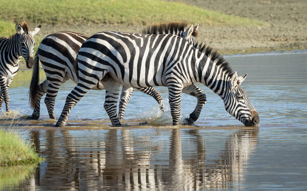 Zebra herd walking into water and drinking in the warm afternoon light in Ngorongoro Crater in Tanzania