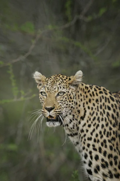 Vertikalt Porträtt Gammal Manlig Leopard Med Långa Morrhår Med Grön — Stockfoto
