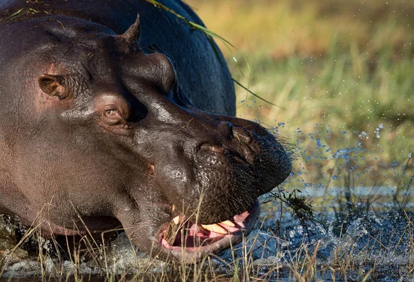 Adulte Colère Hippopotame Près Sur Visage Montrant Rage Colère Éclaboussant — Photo