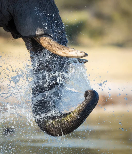Vertical Cerca Tronco Del Elefante Rociando Agua Sus Colmillos Khwai —  Fotos de Stock