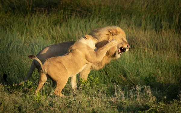 雌ライオンの顔で雄ライオンを打つしようとしている雌ライオンとともに彼女の足で緑の草で背景にNdutuタンザニア — ストック写真