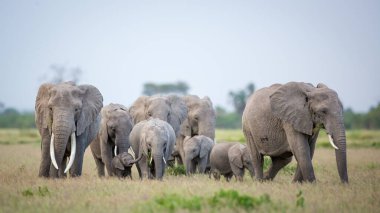Kenya 'daki Amboseli Milli Parkı' nda yürüyen ve ot yiyen dişi bir fil ailesi ve bir bebek.
