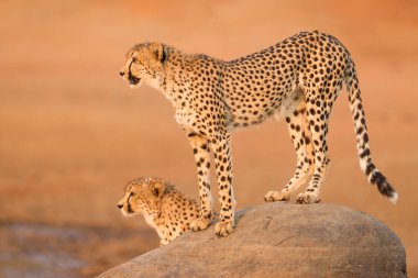 Kruger Park Güney Afrika 'sında gün batımında turuncu arka planı olan büyük bir kayanın üzerinde duran yetişkin bir çitanın tüm vücut portresi.