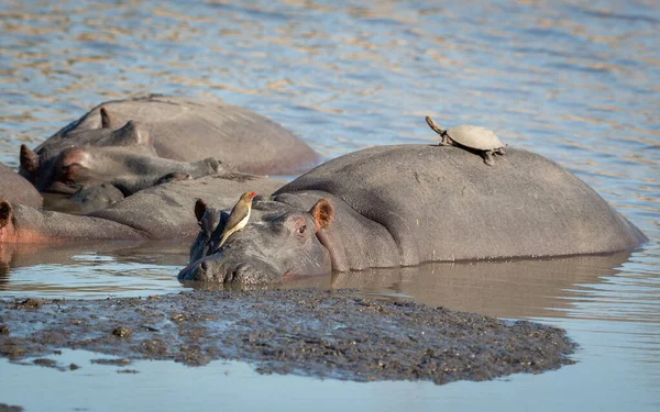 Pod Hipopótamos Descansando Água Com Hipopótamo Olhando Alerta Com Bico — Fotografia de Stock