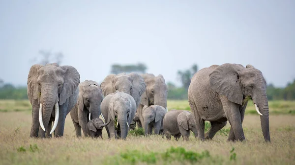 Elephant Family Female Elephant Baby Amongst Others Walking Eating Grass — Stock Photo, Image