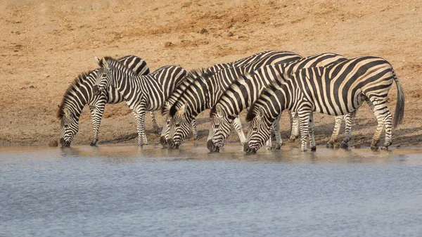 Uma Manada Zebra Linha Beira Água Bebendo Final Tarde Luz — Fotografia de Stock