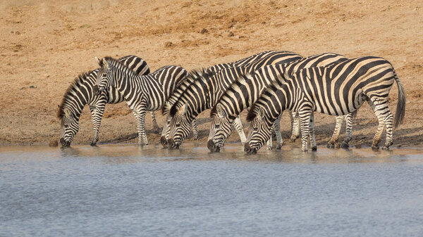 A herd of zebra standing in line at water's edge drinking in the late afternoon light in Kruger Park South Africa