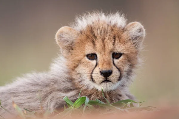 Küçük Sevimli Yüzlü Bir Çita Yavrusu Kruger Park Güney Afrika — Stok fotoğraf