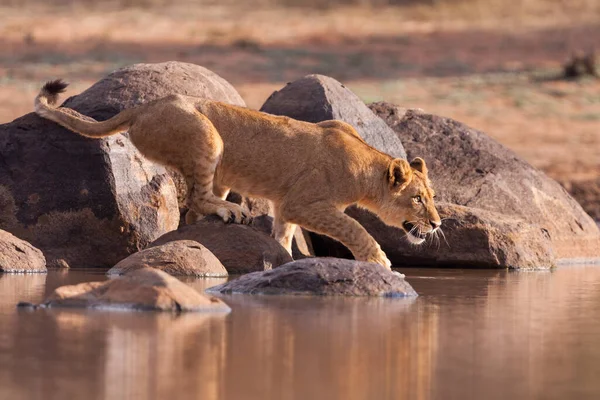 Young lion crouching on a rock about to drink water in golden afternoon light in Kruger Park South Africa