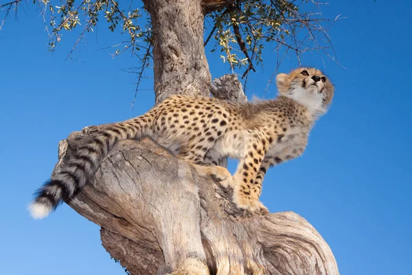 Een Horizontaal Portret Van Een Kleine Cheetah Welp Zittend Hoog — Stockfoto