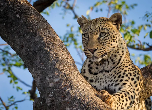 Retrato Perto Rosto Belo Leopardo Sentado Uma Árvore Luz Quente — Fotografia de Stock