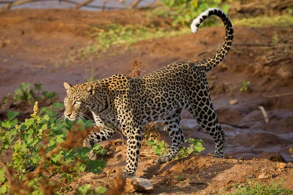 Leopard full body stock, imágenes de Leopard full body sin royalties Depositphotos