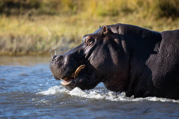 Flodhäst Halv Kropp Närbild Porträtt Vatten Chobe River Botswana — Stockfoto