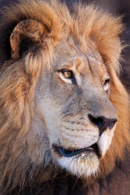 Kruger Park Güney Afrika 'da güzel bir erkek aslanın yüzüne yaklaş.
