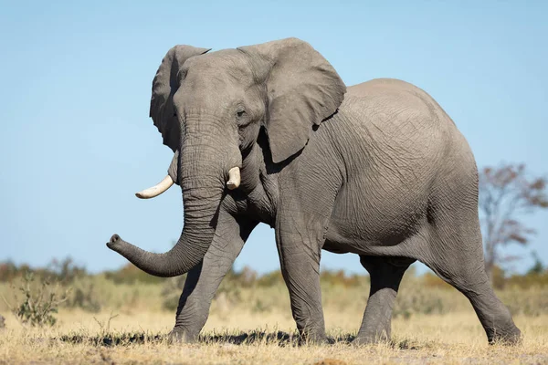 在博茨瓦纳 一头成年大象在萨武蒂草原行走 蓝天作为背景 — 图库照片