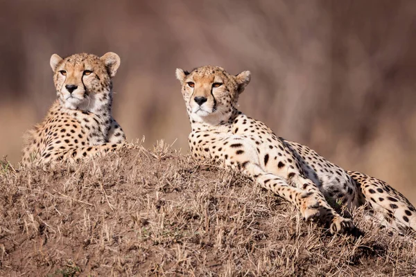 Dva Bratři Gepardi Ležící Termitském Pahorku Plném Slunci Ostražití Masai — Stock fotografie